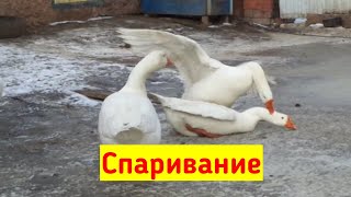 Спаривание гусей.Как спариваются гуси? Когда гусак начинает топтать гусынь?