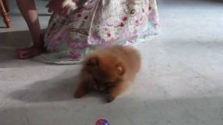Misu: Pomeranian Puppy!