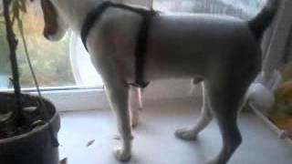Fox terrier Zubchik фокстерьер квартирная притравка