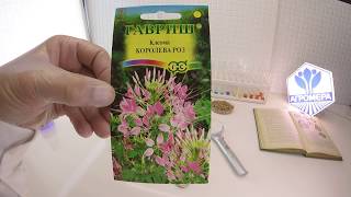 Клеома Королева Роз. Гавриш