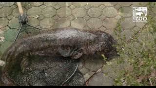 Japanese Giant Salamanders - Cincinnati Zoo