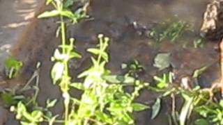 ДЫРА В ВОДОПРОВОДЕ 2012 09 05