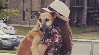 Woman helps paralyzed stray dog live his best life - Bennie the Double Amputee
