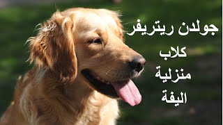كلاب منزلية اليفة، جولدن ريتريفر، حيوانات منزلية اليفة، فيديو يوتيوب
