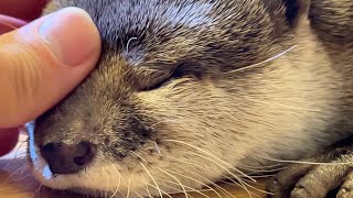 カワウソを撫でてる最中に急いでその場を離れたらこっちが驚かされることに I dashed off in the middle of petting an otter.