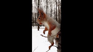 Ушастик красиво позирует / The Ushastik poses beautifully