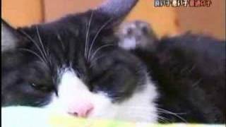 Katze und Hamster -- Freunde