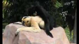 Gibbons in Fuengirola Zoo