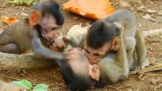 How adorable you are Maci, Polino  and Daniela joyful play altogether / Monkey Post