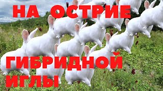 Чем опасен гибрид ХИКОЛЬ для частных хозяйств/Промышленные гибриды/