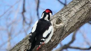 Дятел за работой / Woodpecker at work