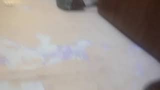 Evdə əxlaqsız yuva 1