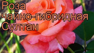 Роза чайно-гибридная Султан (rose imperatoris) ? роза Султан обзор: как сажать саженцы розы Султан