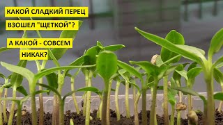 Взошел сладкий перец! Какие семена перца взошли быстро и дружно, а какие не взошли совсем?