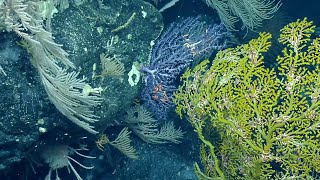 Cliffside Coral Garden In Proposed National Marine Sanctuary | Nautilus Live