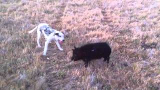 pig dog pup catahoula