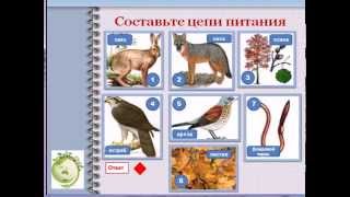 Пищевые цепи питания в экологии