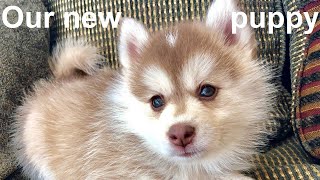 We got a puppy, it's a Pomsky!