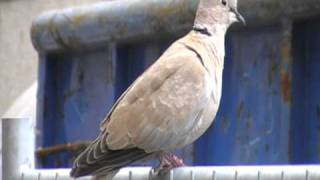 birds nl... collared dove couple