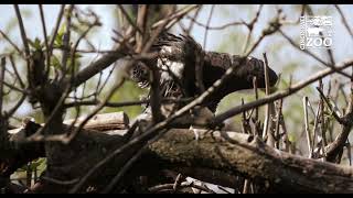 Steller's Sea Eagle Chick Getting Big Enough to See - Cincinnati Zoo