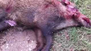 Kynigi agriogourouno trikala 11 WILD BOAR ΗUNTING