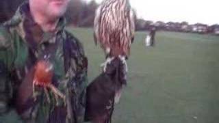 falcon