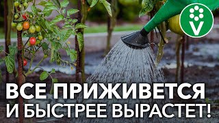ПОЛЕЙТЕ ЭТИМ РАССАДУ ПОСЛЕ ВЫСАДКИ! Результат вас поразит!