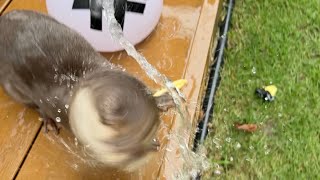 層流ウォータージェットをカワウソに試したら大変なことになったw I tried the laminar flow water jet on an otter and it was a disaster
