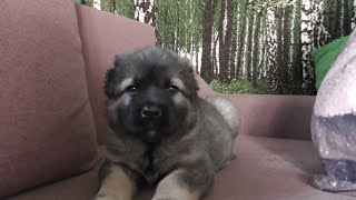 НАША МЭРИ. ЗНАКОМСТВО С КОШКОЙ НЕ ПОЛУЧИЛОСЬ... 