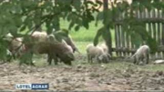 Mangulice Mangulica Loznica Srbija