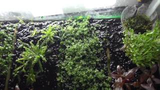 How to propagate Alternanthera reineckii 'Mini' both immersed and submersed
