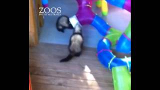 Ferret Fun