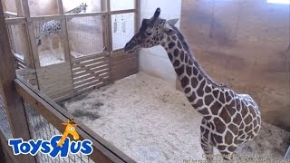 Animal Adventure Park's April the Giraffe - Live Birth - Archive footage