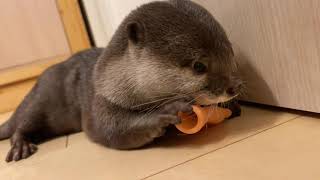 開けるまで中身が分からない箱をカワウソと開けてみた otter opened a box with no idea what was inside