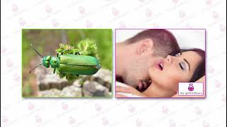 What is Spanish Fly and How Does it Work?