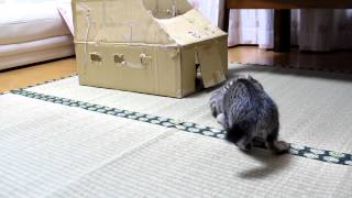 じゃれあい中にハプニング！ ♪子猫♪　It is a happening in Ai playfully!  Kitten