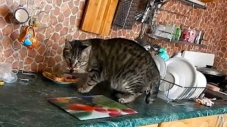 Кот спалился! Кот воришка! / Кот ворует еду со стола / Cat steals food from the table/