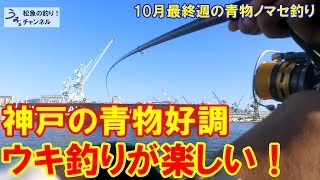 神戸で青物好調！ノマセ釣りでウキ釣りを楽しむ。10月最終週の青物ノマセ釣り。