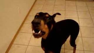 Dobie won't let mom go to work