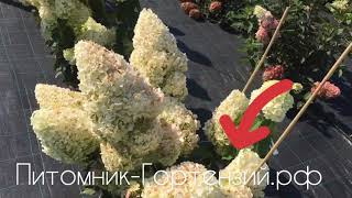 Гортензия метельчатая Полярный Медведь “Polar Bear”