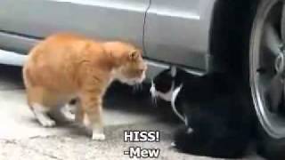 Conversation d'un Chat Bourré - Drunk Cat Talking