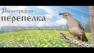 Разведение перепелов: уход, содержание и кормление перепелок,  - v-perepelka.com.ua