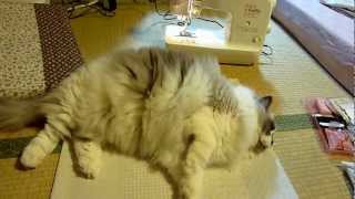 お裁縫中わざと邪魔する猫