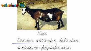 Çocuklar İçin "Hayvanları Tanıyalım"
