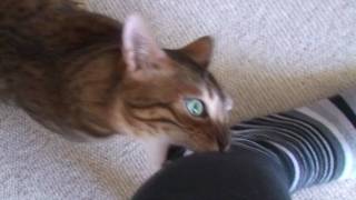 Still sure you want a Bengal cat?