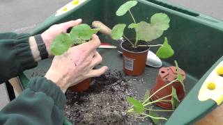 pot up pelargonium cuttings