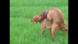 Wölfe, die harte und schnelle Tiere verpaart-zusammenpassende Hunde, die herauf nahes schließen