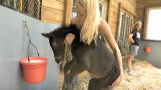 Stable Of Horses Was Bred For A Cruel Purpose Until One Woman Defies The Odds To Save Them