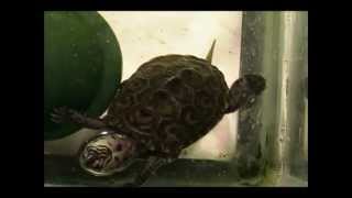 Diamondback Terrapin Updates