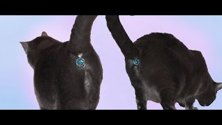 Twinkle Tush